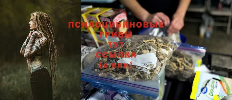 Галлюциногенные грибы Psilocybe  Железногорск-Илимский 